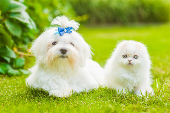 Maltese Puppy And Highland Fold Kitten Lying Together On Green Grass