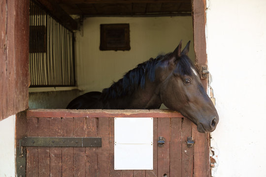 Horse in the Stable