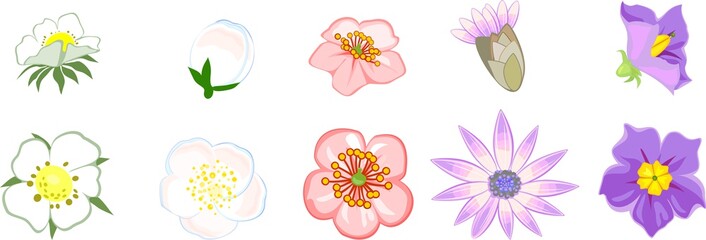 Set of different flowers on white background. Top and side view