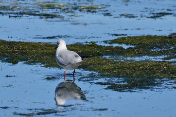 Mouette rieuse (Chroicocephalus ridibundus)