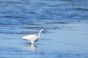 Aigrette garzette (Egretta garzetta)