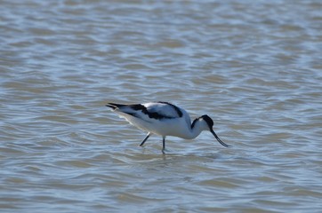 Avocette élégante (Recurvirostra avosetta)