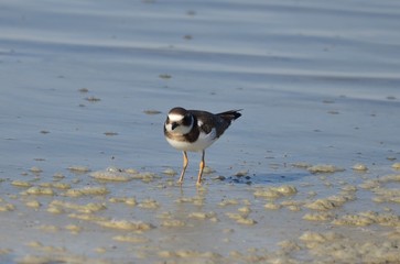 Grand Gravelot (Charadrius hiaticula)