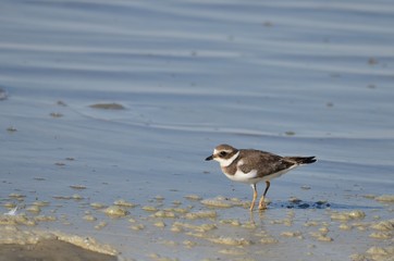 Grand Gravelot (Charadrius hiaticula)