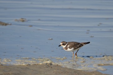 Grand Gravelot (Charadrius hiaticula)