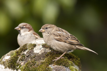 pair of sparrows