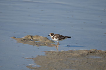 Grand Gravelot (Charadrius hiaticula)
