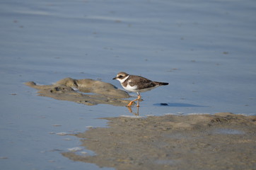 Grand Gravelot (Charadrius hiaticula)
