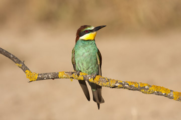 Bee eater