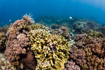Naklejka na ściany i meble A thriving, healthy tropical coral reef