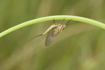 mayfly
