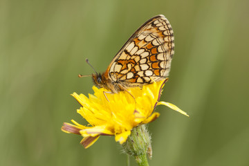 Melitaea parthenoides