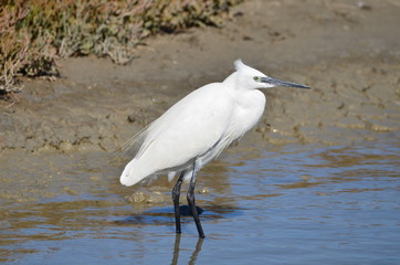 Aigrette garzette (Egretta garzetta)