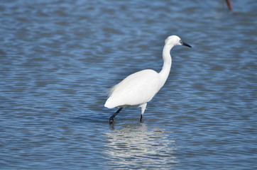 Aigrette garzette (Egretta garzetta)