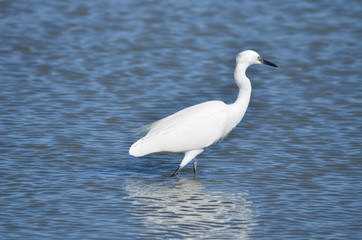 Aigrette garzette (Egretta garzetta)