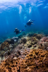 SCUBA divers swim over colorful hard corals on a tropical reef