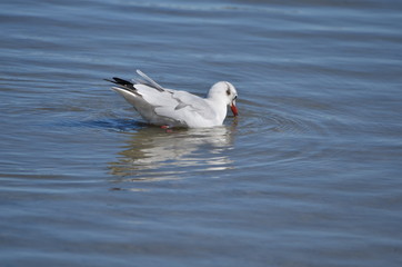 Mouette rieuse (Chroicocephalus ridibundus)