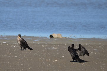 Naklejka premium Grand Cormoran (Phalacrocorax carbo) 