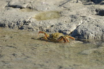Crabe vert (Carcinus maenas)