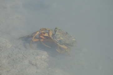 Crabe vert (Carcinus maenas)