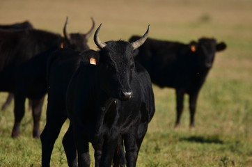 Taureau de Camargue