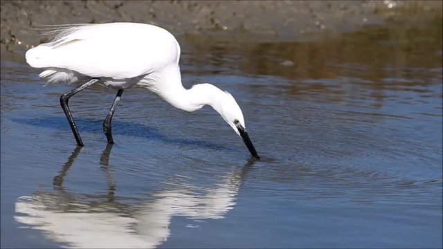Aigrette garzette (Egretta garzetta)