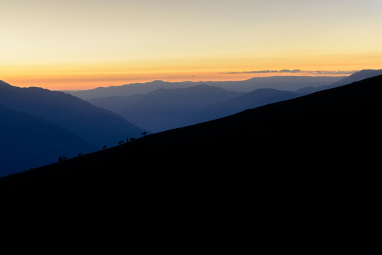 Burros silhouetted agains a sunset sky in the Peruvian Andes