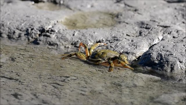 Crabe vert (Carcinus maenas)
