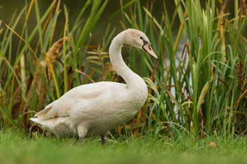 swans on the shore of the lake