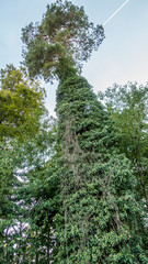 Fototapeta premium Wald