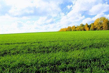 Green field against a clear blue sky and snow-white clouds.
