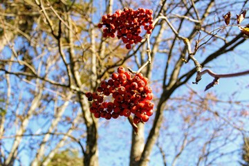 Red berries of rowan growing on the branches of a tree.