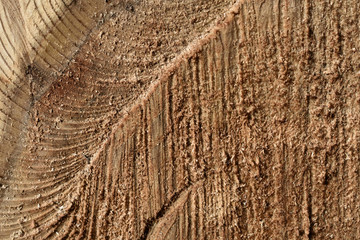 Texture of cut tree