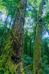 Moss covered trees in the rain forest.