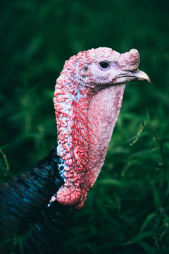 Turkey head