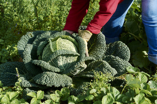 Gardener harvesting a large savoy cabbage