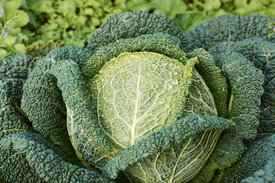 Hard of a large savoy cabbage