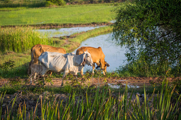 Cow walking by rice field in countryside, Thailand