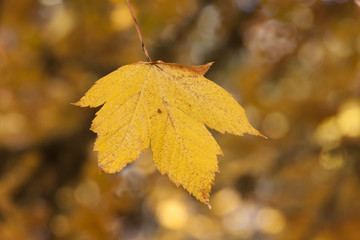 Autunm leaf