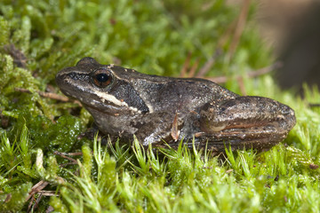Rana iberica