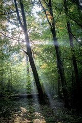 Lichtstrahlen im Wald