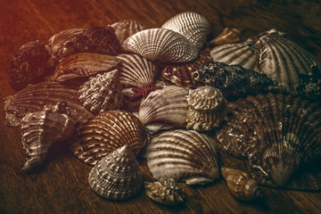 Shells