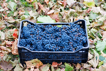 Dark Wine Grapes Background, Dark Grape, Blue Grapes, Wine Grapes