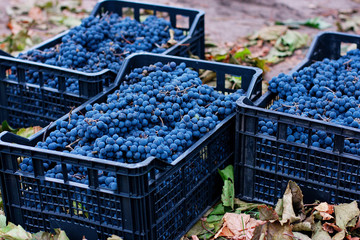 Dark Wine Grapes Background, Dark Grape, Blue Grapes, Wine Grapes