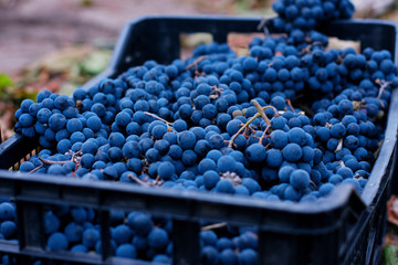 Dark Wine Grapes Background, Dark Grape, Blue Grapes, Wine Grapes