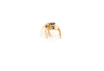 Jumping spider isolated on white background
