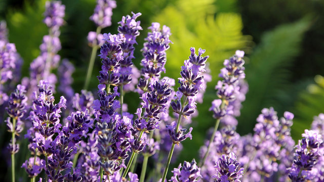 Lavendel