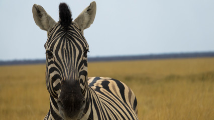 Zebra, Savanne Namibia © familie-eisenlohr.de