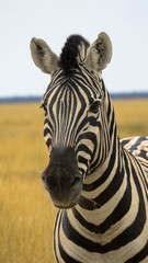 Fototapeta na wymiar Zebra, Portrait
