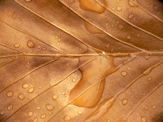 Fototapeta premium Brown autumn leaves with raindrops -closeup